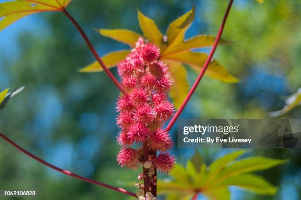 ricinus communis gibsonii fruit - castor fotografías e imágenes de stock