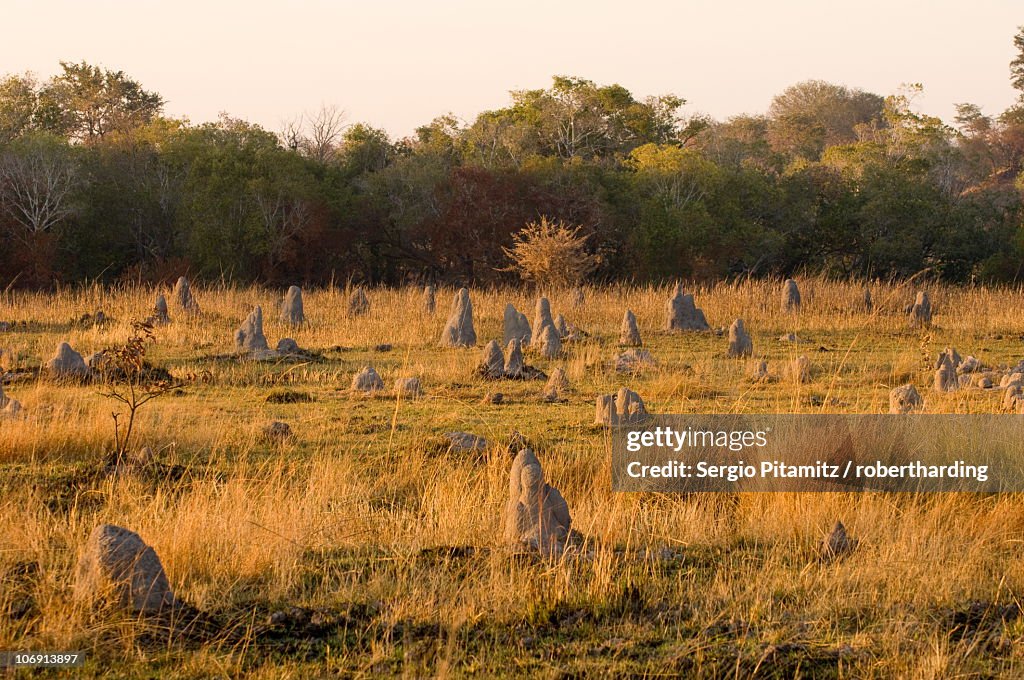 Termite mounds, Kafue National Park, Zambia, Africa