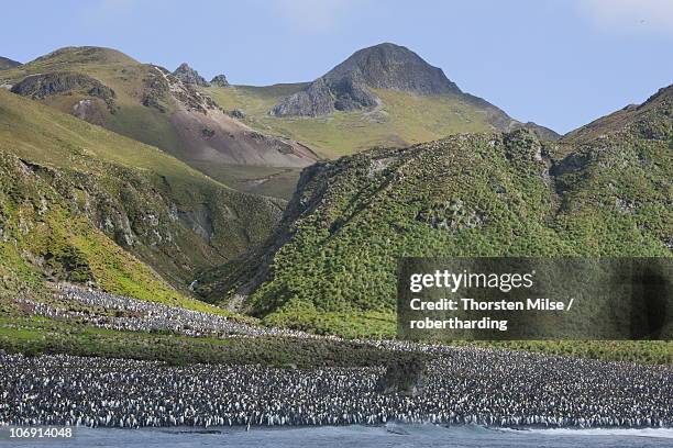 king penguin colony (aptenodytes patagonicus), macquarie island, sub-antarctic, polar regions - macquarie stock-fotos und bilder