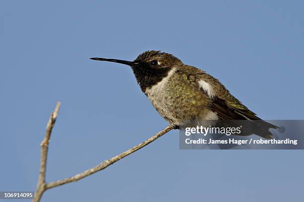 male black-chinned hummingbird (archilochus alexandri), sweetwater wetlands, tucson, arizona, united states of america, north america - archilochus alexandri stock pictures, royalty-free photos & images