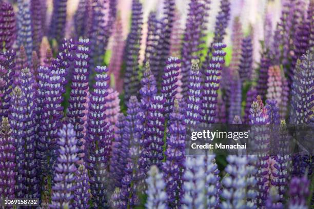 the closeup of lupine flower - summer new zealand stock-fotos und bilder