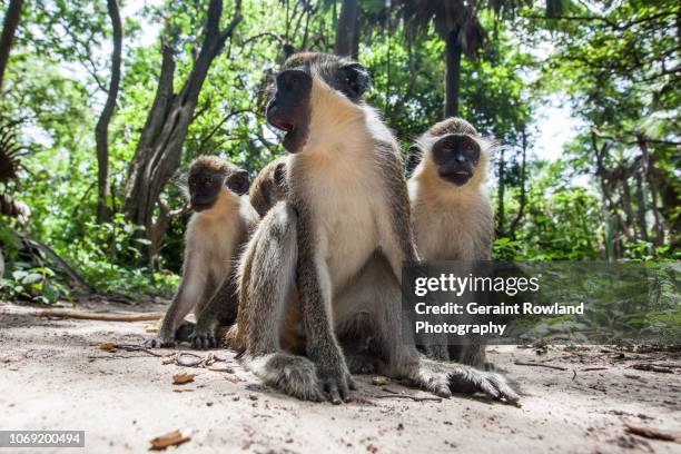 wildlife in senegal & the gambia - vervet monkey stock-fotos und bilder