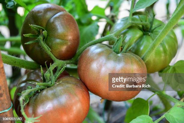 cluster of ripening cherokee purple heirloom tomatoes hang from vine in the garden - vine plant 個照片及圖片檔