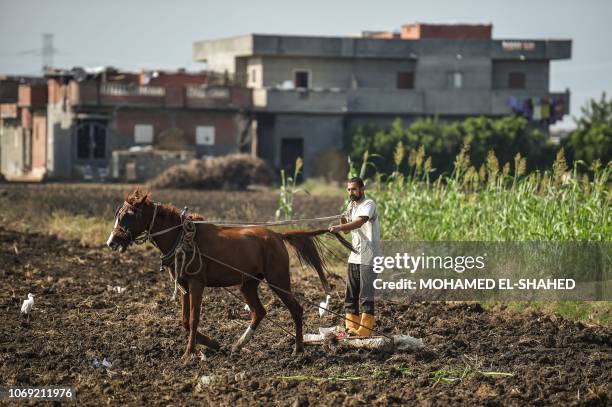 Farmer waits for the irrigation system to finish watering his field in Kafr al-Dawar village in northern Egypt's Nile Delta, on November 26, 2018....