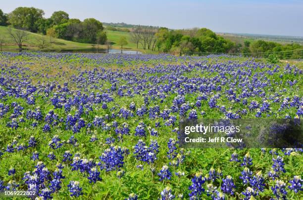 wild bluebonnets in north texas on a hill too - texas bluebonnets stock pictures, royalty-free photos & images