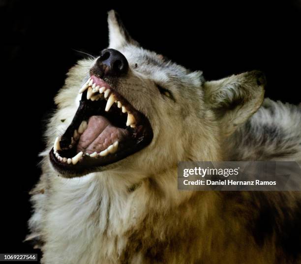 white wolf fangs head with black background - hoektand stockfoto's en -beelden