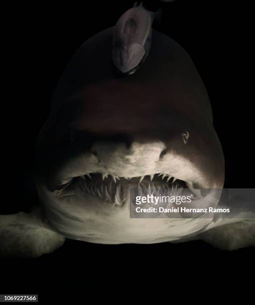 sand tiger shark with remora with black background looking at camera - shark attack - fotografias e filmes do acervo