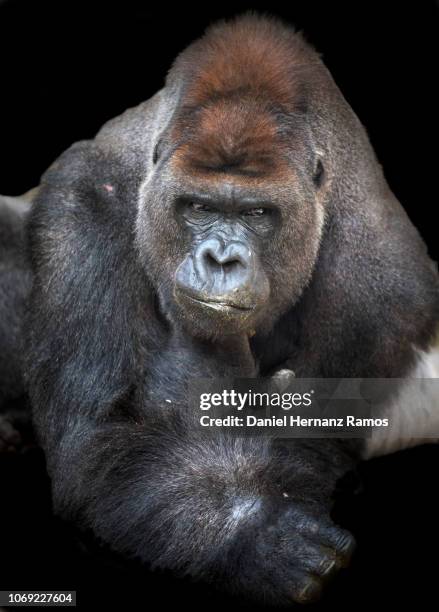 western lowland gorilla close up front view with black background - silverback gorilla stock pictures, royalty-free photos & images