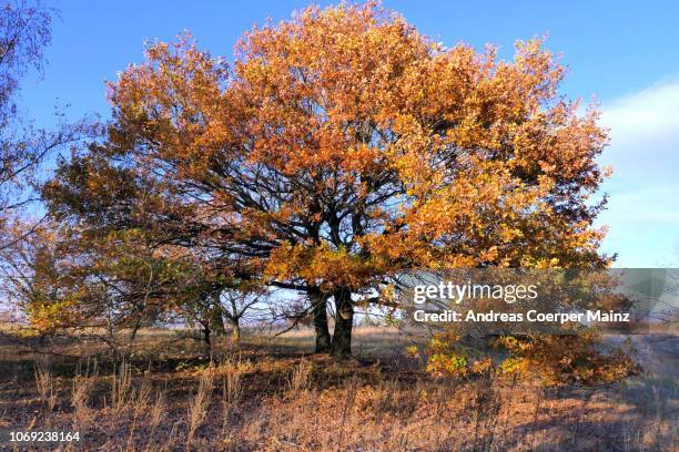 eiche mit herbstlaub vor blauem himmel - herbstlaub stock pictures, royalty-free photos & images