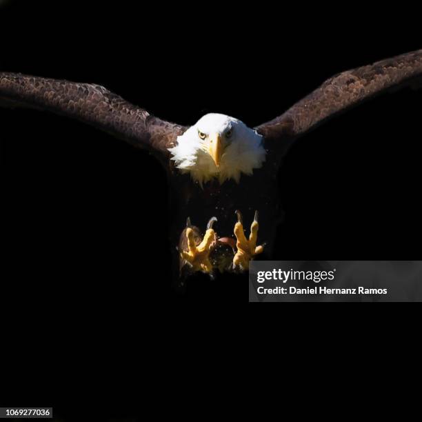 bald eagle hunting front view with black background - talon stock pictures, royalty-free photos & images