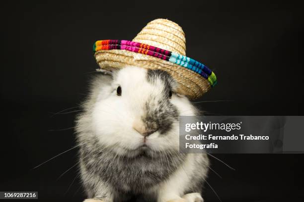 animal with mexican hat - rabbit beach - fotografias e filmes do acervo