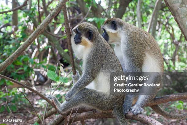 african monkeys - banjul nature stock-fotos und bilder