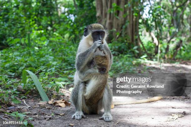 green monkeys, africa - banjul nature stock-fotos und bilder