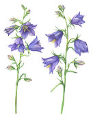 Branch with lilac garden flowers of Cam­panula persicifolia (also known as bluebell, harebell, lady's thimble). Watercolor hand drawn painting illustration isolated on a white background.