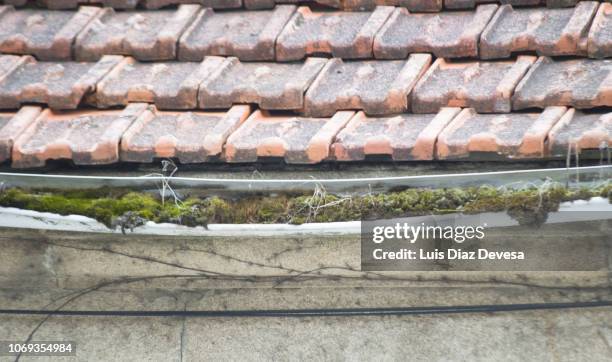 moss and  grass grow out of and  clogged plastic gutters - atrésie photos et images de collection