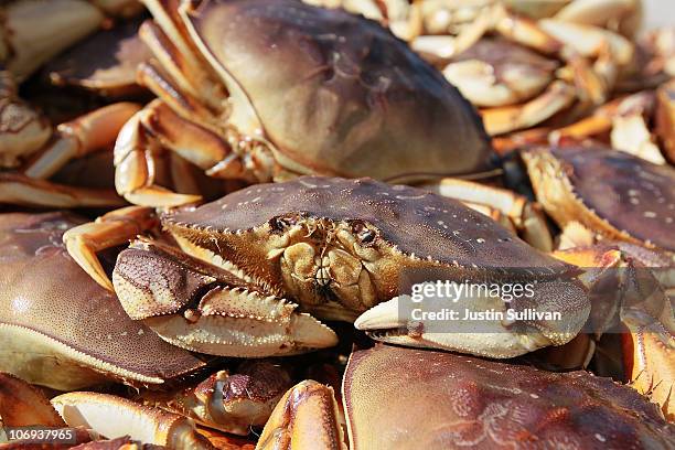 Dungeness Crab sits in a bin after being offloaded from a fishing vessel on November 17, 2010 in San Francisco, California. After a brief delay due...