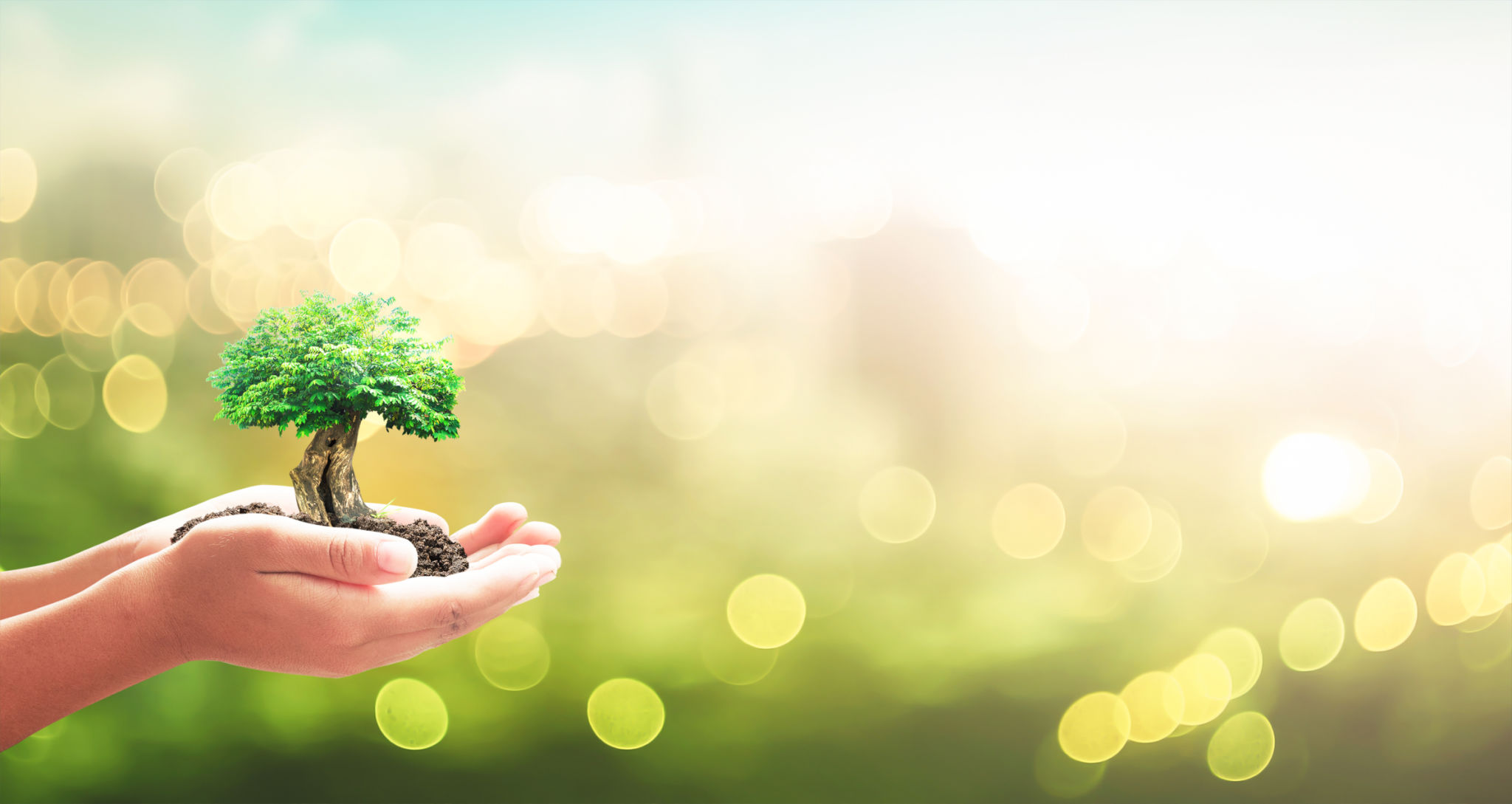 eco-friendly services