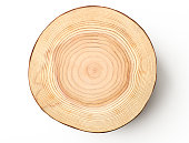 Isolated shot of tree cross section on white background