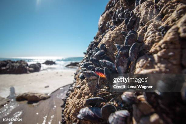 mussels on rock against ocean beach - mexilhão imagens e fotografias de stock