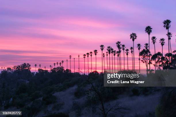 palm trees against hillside sunset - americana rosa imagens e fotografias de stock