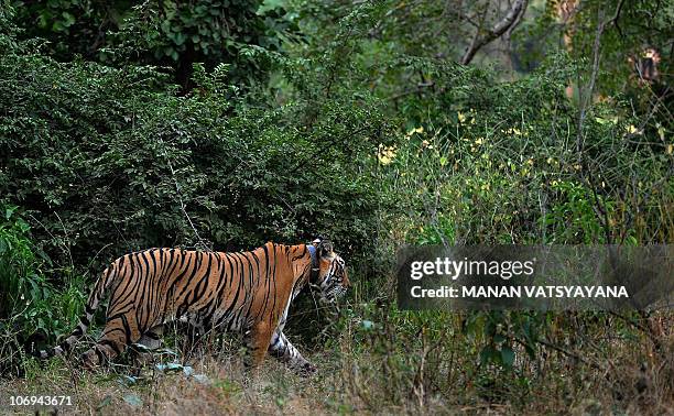 Asia-Russia-wildlife-tiger-conservation" A tiger, seen wearing a collar, is spotted during a jungle-safari at the Ranthambore National Park, around...
