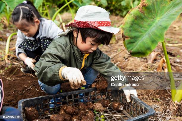 子供たちが野菜を掘っています。 - 農作業 ストックフォトと画像