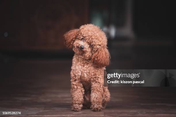 cute poodle dog waiting in front of a house and looking at camera during day . - brown poodle stockfoto's en -beelden