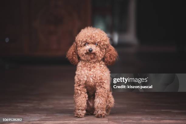 cute poodle dog waiting in front of a house and looking at camera during day . - プードル ストックフォトと画像