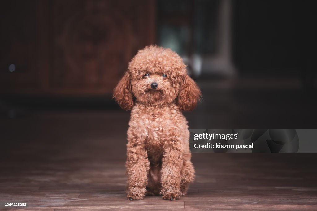 Cute poodle dog waiting in front of a house and looking at camera during day .