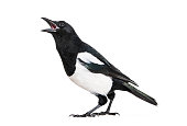 Common Magpie, Pica pica, in front of white background