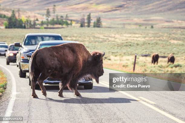 bison crossing the road, yellowstone np - american bison stock pictures, royalty-free photos & images