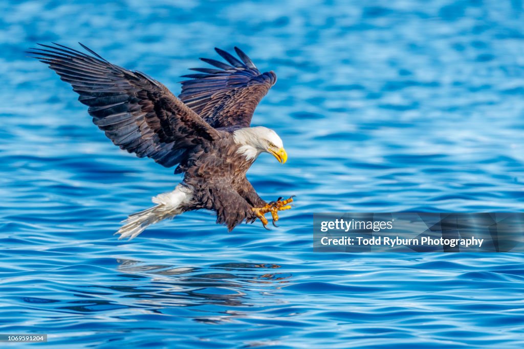 Bald Eagle with Talons Out