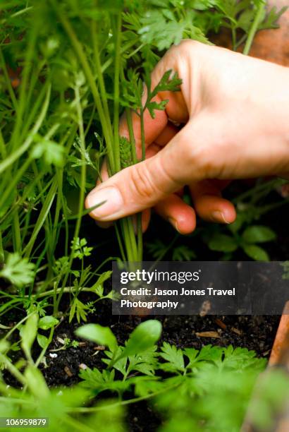 picking carrots - carrots growing stock pictures, royalty-free photos & images