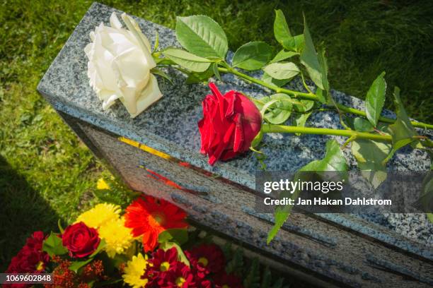 white and red rose on tombstone - luto fotografías e imágenes de stock