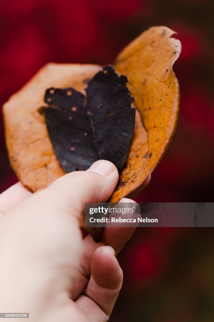 Hand holding two heart shaped autumn leaves