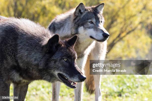 210点の狼 横顔のストックフォト Getty Images 210点の狼 横顔のストックフォト Getty Images