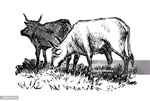 antique engraving illustration: cattle - herding cattle stock illustrations