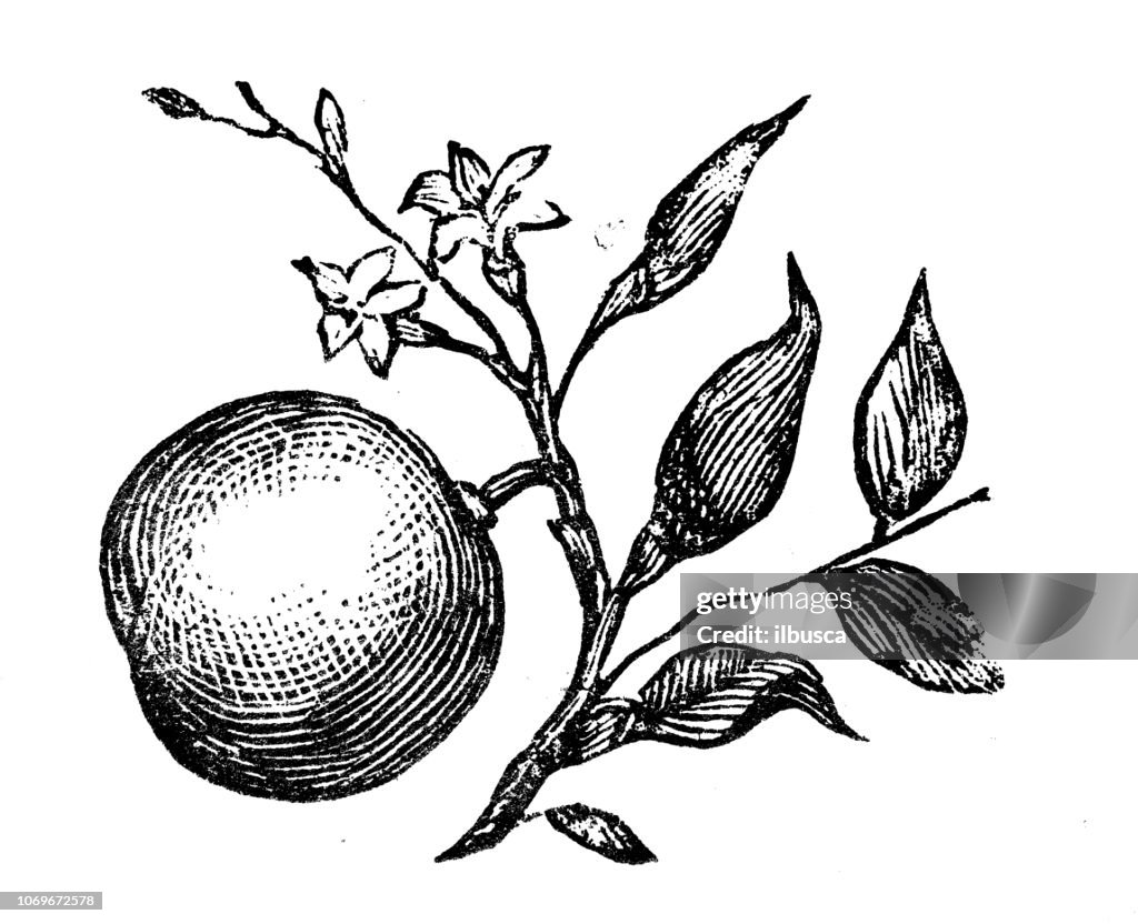Antique engraving illustration: Orange