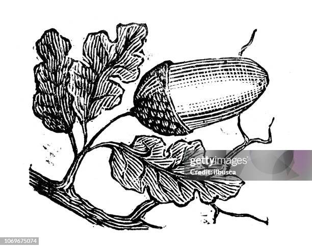 stockillustraties, clipart, cartoons en iconen met antieke gravure illustratie: acorn - eikenblad