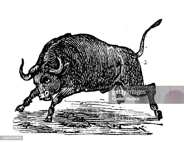 stockillustraties, clipart, cartoons en iconen met antieke gravure illustratie: stier - stier