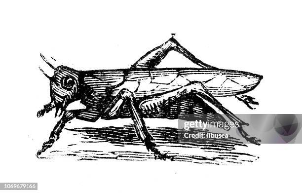 antique engraving illustration: grasshopper - grasshopper stock illustrations