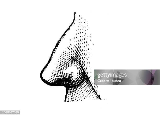 antiken gravur abbildung: nase - menschliche nase stock-grafiken, -clipart, -cartoons und -symbole