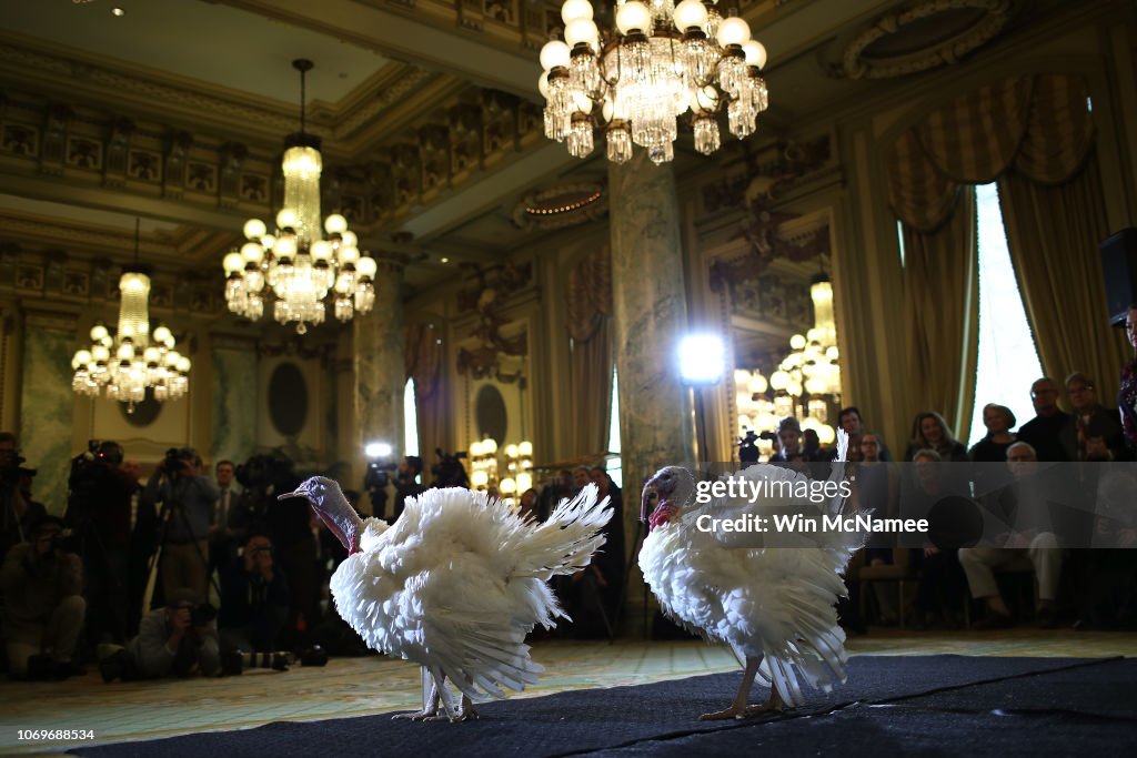 National Thanksgiving Turkeys Meet The Press Before Official Presidential Pardon