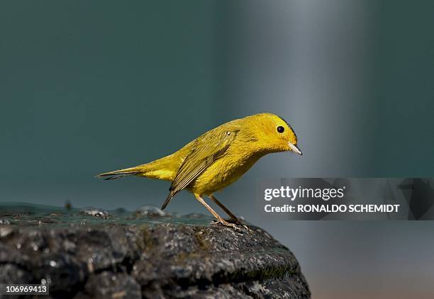 Canary is perched on a fountain in Mexico City, on November 17, 2010. AFP PHOTO/Ronaldo Schemidt
