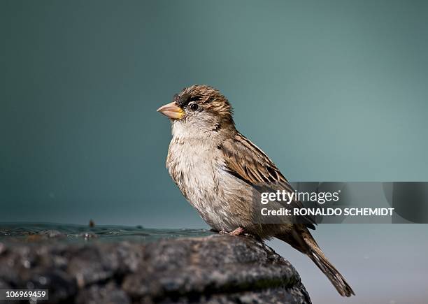 House Sparrow is pictured in a fountain in Mexico City, on November 17, 2010. AFP PHOTO/Ronaldo Schemidt