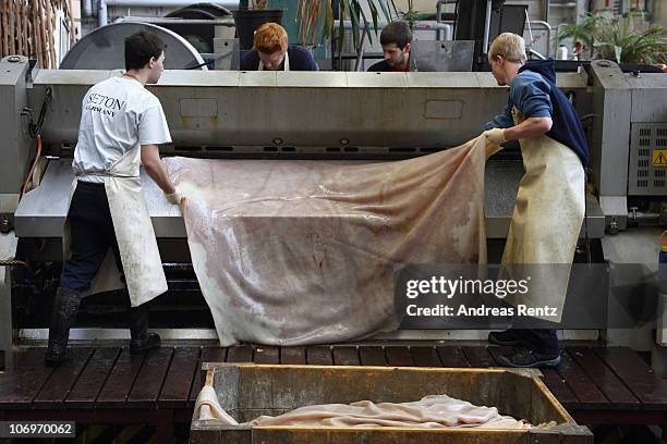 Students pull the premium leather after the washed rawhide of a cow was separted by a splitting machine in premium leather and cheap split leather at...