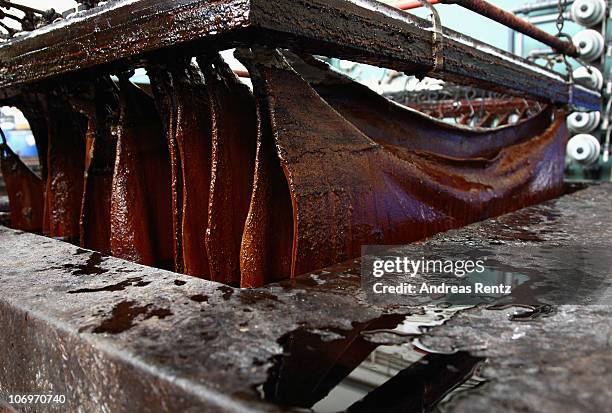 Sole leather is pictured during a tanning process at the LGR tannery school on November 17, 2010 in Reutlingen, Germany. Sole leather arises in the...