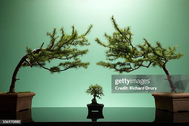 small bonsai tree between two large bonsai trees - bonsai tree foto e immagini stock