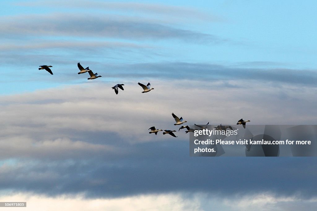 Migrating Birds