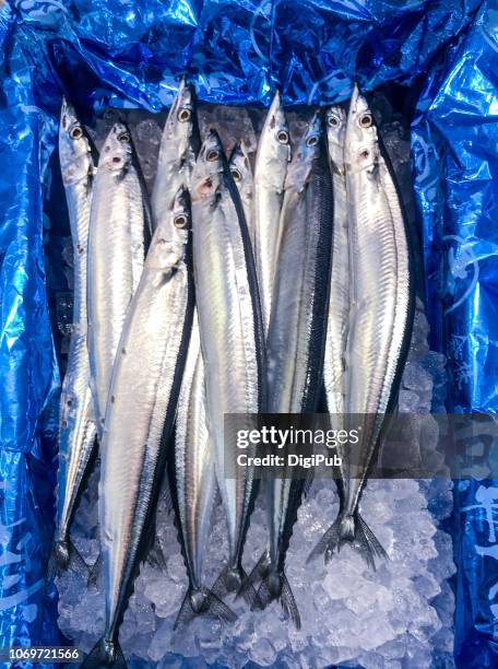 pacific saury from hokkaido - saury stock pictures, royalty-free photos & images